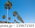 青空に映えるヤシの木（愛知県蒲郡市西浦シーサイドロード） 139671565