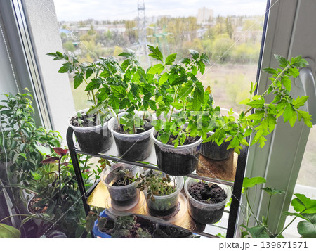 Young Tomato Seedlings Growing in Plastic Cups pot on a Sunny Windowsill Shelf, Urban Home Gardening Young Tomato Seedlings Growing in Plastic Cups pot on a Sunny Windowsill Shelf, Urban Home Gardening 139671571