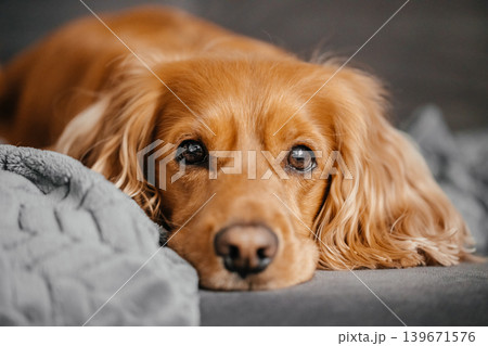 Cute cocker spaniel resting on cozy blanket, close up pet portrait at home 139671576