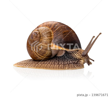 Brown garden snail isolated on white background side view Brown garden snail isolated on white background side view 139671671