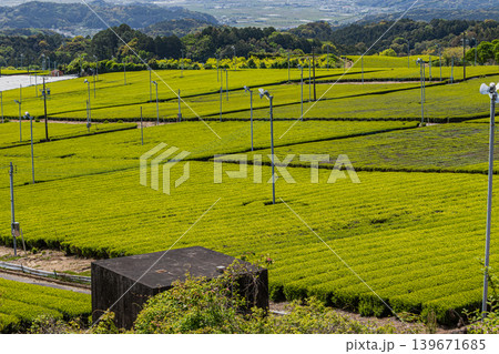 磐田市の茶畑の風景(静岡県) 磐田市の茶畑の風景(静岡県) 139671685