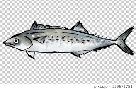 Fresh Spanish mackerel 139671781