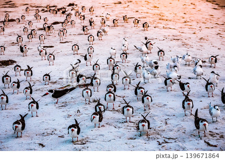 oystercatchers seabirds on a beach 139671864