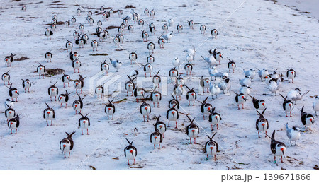 oystercatchers seabirds on a beach 139671866