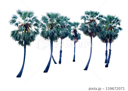 Top view of Asian Palmyra palm, focus selective 139672071