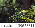 Green moss and wild plants on forest rock in warm spring sunlight. Natural woodland macro background with bokeh, nature and ecology concept 139672211