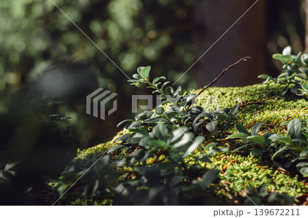 Green moss and wild plants on forest rock in warm spring sunlight. Natural woodland macro background with bokeh, nature and ecology concept Green moss and wild plants on forest rock in warm spring sunlight. Natural woodland macro background with bokeh, nature and ecology concept 139672211