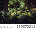 Green moss and wild plants on forest rock in warm spring sunlight. Natural woodland macro background with bokeh, nature and ecology concept 139672212