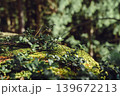 Green moss and wild plants on forest rock in warm spring sunlight. Natural woodland macro background with bokeh, nature and ecology concept 139672213