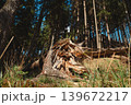 Broken spruce tree fallen by strong wind in sunny spring forest. Nature destruction and resilience concept, environmental damage woodland background 139672217