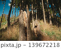 Broken spruce tree fallen by strong wind in sunny spring forest. Nature destruction and resilience concept, environmental damage woodland background 139672218