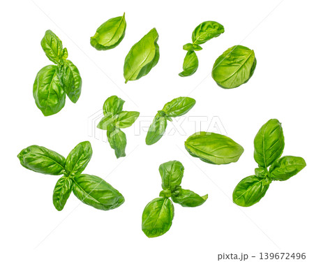 Fresh basil leaves isolated on white background collection top view Fresh basil leaves isolated on white background collection top view 139672496