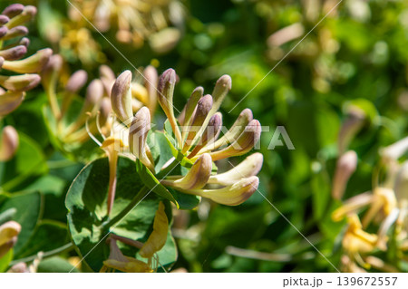 Blooming Honeysuckle Lonicera Flower bud on Green Bush in Sunny Garden Fragrant Spring Floral Background Blooming Honeysuckle Lonicera Flower bud on Green Bush in Sunny Garden Fragrant Spring Floral Background 139672557