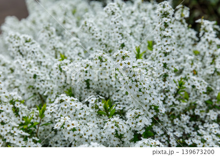ユキヤナギの花 ユキヤナギの花 139673200