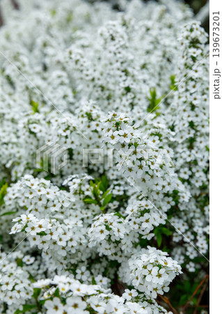 ユキヤナギの花 ユキヤナギの花 139673201