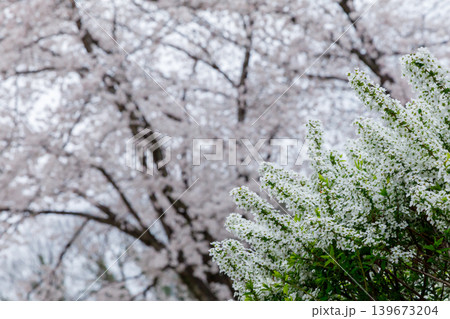 ユキヤナギの花 139673204