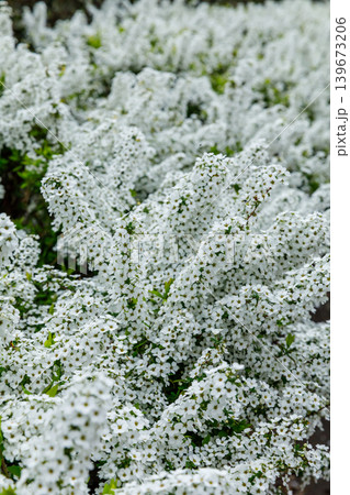 ユキヤナギの花 139673206