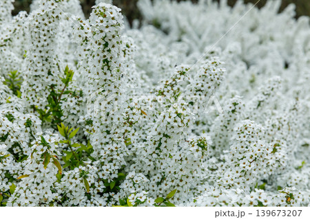 ユキヤナギの花 ユキヤナギの花 139673207