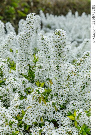 ユキヤナギの花 ユキヤナギの花 139673209