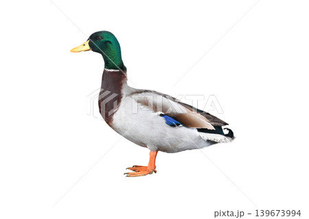 male mallard duck isolated on white background male mallard duck isolated on white background 139673994