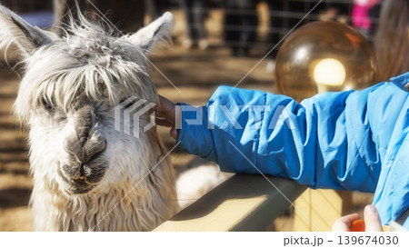 Friendly alpaca being touched by a visitor outdoors Friendly alpaca being touched by a visitor outdoors 139674030