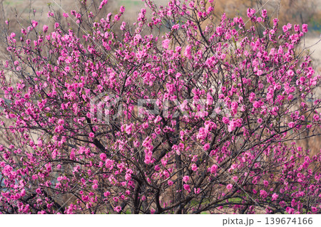 Cherry blossom sakura during spring in Japan Cherry blossom sakura during spring in Japan 139674166