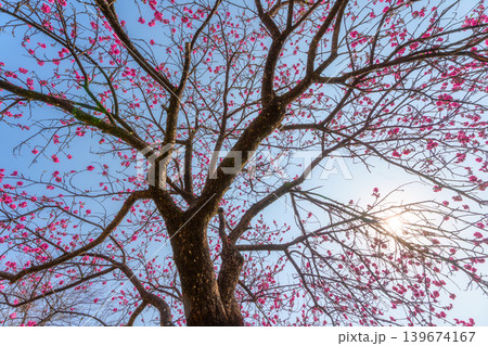 Cherry blossom sakura during spring in Japan Cherry blossom sakura during spring in Japan 139674167