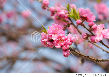 Cherry blossom sakura during spring in Japan Cherry blossom sakura during spring in Japan 139674171