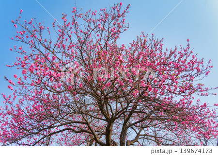 Cherry blossom sakura during spring in Japan Cherry blossom sakura during spring in Japan 139674178