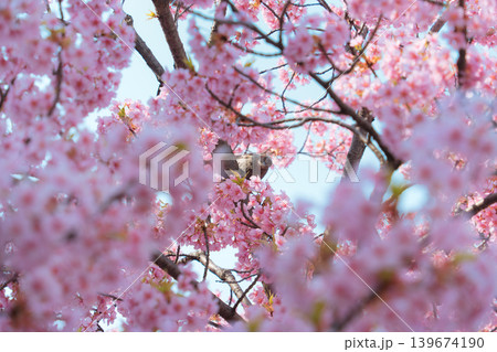 Bird feeding nectar from cherry blossom or sakura blooming during spring Bird feeding nectar from cherry blossom or sakura blooming during spring 139674190