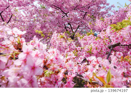 Cherry blossom sakura during spring in Japan 139674197