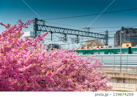 Cherry blossom or sakura tree blooming with electric train passing in suburban during springtime Cherry blossom or sakura tree blooming with electric train passing in suburban during springtime 139674209