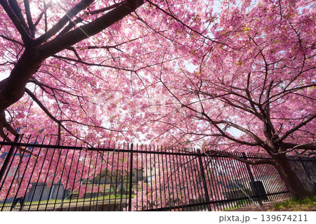 Cherry blossom sakura during spring in Japan Cherry blossom sakura during spring in Japan 139674211