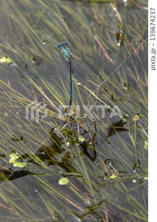 Azure damselfly Coenagrion puella resting on aquatic plants in a freshwater habitat during daylight hours Azure damselfly Coenagrion puella resting on aquatic plants in a freshwater habitat during daylight hours 139674237