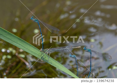 Azure damselflies perched on aquatic vegetation near a calm pond in early afternoon light showcasing vibrant colors and delicate forms Azure damselflies perched on aquatic vegetation near a calm pond in early afternoon light showcasing vibrant colors and delicate forms 139674238