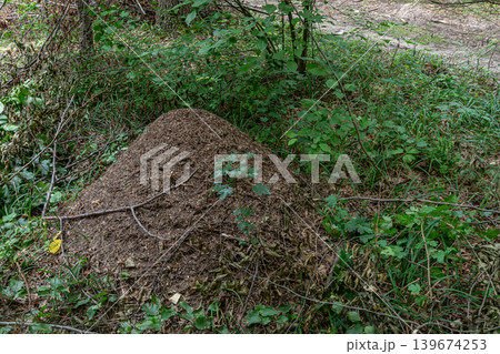 Ant hill situated in a lush green forest area during daytime with scattered foliage and sunlight filtering through the trees Ant hill situated in a lush green forest area during daytime with scattered foliage and sunlight filtering through the trees 139674253