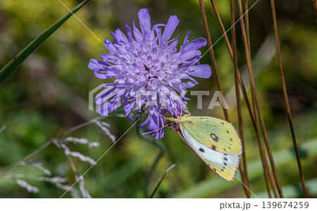 Pale Clouded Yellow butterfly Colias hyale resting on a vibrant purple flower in a lush green meadow during a sunny afternoon 139674259