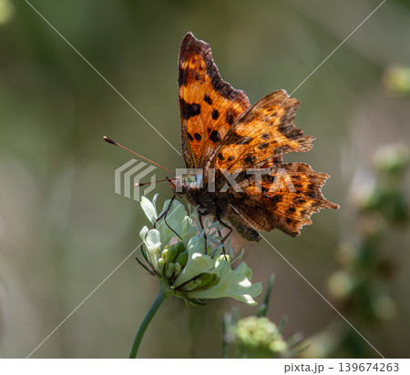 Comma butterfly Polygonia c-album perched on a delicate flower in a sunlit garden during springtime eve 139674263