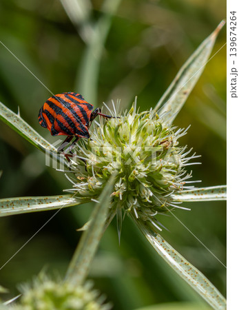 Striped Shield Bug interacting with a plant in a vibrant green environment during a sunny afternoon 139674264