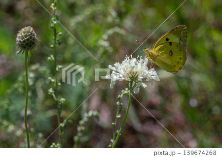 Pale Clouded Yellow butterfly feeding on white wildflower in a lush green meadow in early morning light Pale Clouded Yellow butterfly feeding on white wildflower in a lush green meadow in early morning light 139674268