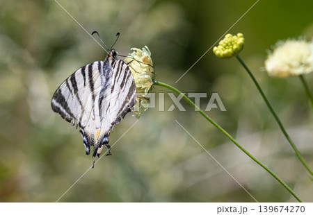 Scarce Swallowtail butterfly Iphiclides podalirius feeding on white flowers in a lush green meadow during a sunny afternoon 139674270