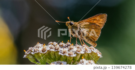 Silver-spotted Skipper Hesperia comma perched on flower in sunny garden during summer in North America Silver-spotted Skipper Hesperia comma perched on flower in sunny garden during summer in North America 139674278