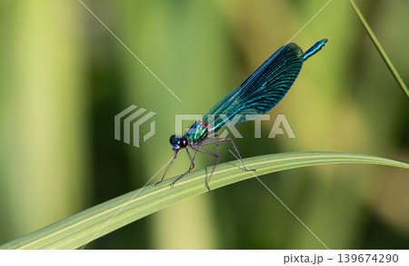 Beautiful Demoiselle perched on a green leaf showcasing iridescent wings in a serene natural habitat during early morning light Beautiful Demoiselle perched on a green leaf showcasing iridescent wings in a serene natural habitat during early morning light 139674290