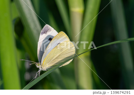 Small White butterfly resting on green grass during a sunny day in a vibrant meadow capturing the essence of summer wildlife Small White butterfly resting on green grass during a sunny day in a vibrant meadow capturing the essence of summer wildlife 139674291