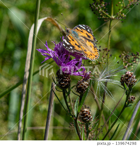 Colorful Painted Lady butterfly resting on vibrant purple flower in lush garden during bright sunny day in summer 139674298