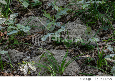 European mole activity creates unique underground structures in a forested area during late spring European mole activity creates unique underground structures in a forested area during late spring 139674299