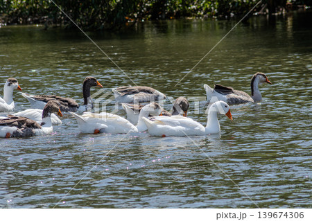 Domestic geese swimming together in a serene pond during a sunny afternoon in a tranquil rural setting Domestic geese swimming together in a serene pond during a sunny afternoon in a tranquil rural setting 139674306