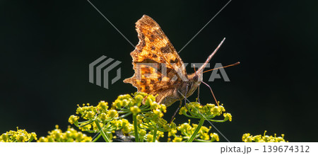 Polygonia c-album butterfly perched on bright yellow flowers in a vibrant garden during sunny midday hours Polygonia c-album butterfly perched on bright yellow flowers in a vibrant garden during sunny midday hours 139674312