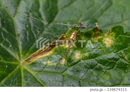 Common candy-stripe spider Enoplognatha ovata resting on a green leaf with webbing in a natural setting during daylight Common candy-stripe spider Enoplognatha ovata resting on a green leaf with webbing in a natural setting during daylight 139674313