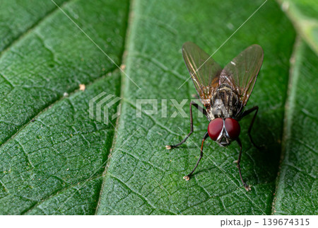 Tachinidae fly resting on green leaf showing detailed features and coloration in a natural setting 139674315